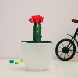 Gift of One Moon Cactus Plants Gift of One Moon Cactus Plants