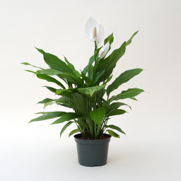 Gift of One Peace Lily Plants Gift of One Peace Lily Plants