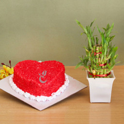 Luck and Charm: A Gift Combo of 0.5 Kg Red Velvet Cake and One Lucky Bamboo Luck and Charm: A Gift Combo of 0.5 Kg Red Velvet Cake and One Lucky Bamboo