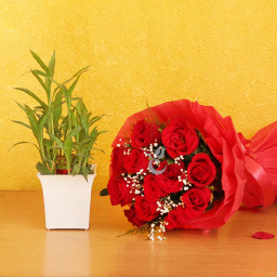 Delight Of Nature: A Gift Combo of 12 red roses bouquet and 2 layer lucky bamboo plant