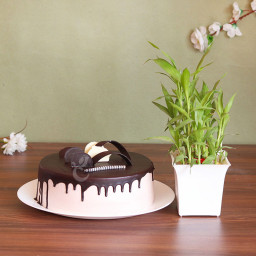 Chocolate Tipped Smiles: A Gift Combo of 0.5 Kg chocolate truffle cake and 2 layer bamboo plant Chocolate Tipped Smiles: A Gift Combo of 0.5 Kg chocolate truffle cake and 2 layer bamboo plant