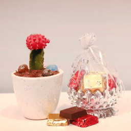 Moon Made Choco: A Gift Combo of Moon Cactus With Hand Made Choco Moon Made Choco: A Gift Combo of Moon Cactus With Hand Made Choco