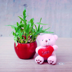 Teddy Luck: A Gift Combo of 2 Layer Lucky Bamboo with 6 Inch Teddy Teddy Luck: A Gift Combo of 2 Layer Lucky Bamboo with 6 Inch Teddy