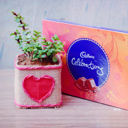 good Luck Plant: A Gift Combo of Jade Plant With Celebration, good Luck Plant: A Gift Combo of Jade Plant With Celebration,