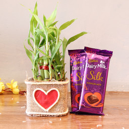 2 layer lucky bamboo, 2 Dairy milk silk 2 layer lucky bamboo, 2 Dairy milk silk