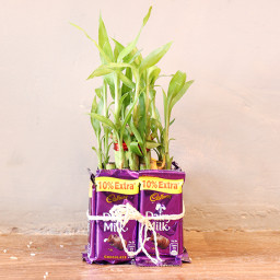 2 layer lucky bamboo, 8 Dairy milk chocolates 2 layer lucky bamboo, 8 Dairy milk chocolates