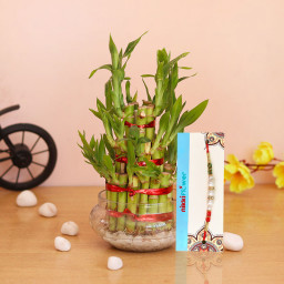 3 Layer Lucky bamboo, 1 Rakhi 3 Layer Lucky bamboo, 1 Rakhi