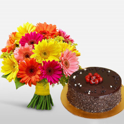 Gebras and Truffle Cake Combo: A Gift Combo of 12 Mix Gerberas and 0.5 Kg Chocolate Truffle Cake