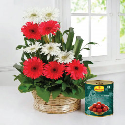 Sentimental Besties: A Gift Combo of 12 Mix Gerbera with Basket Arrangement and 1 Kg Gulabjamun Sentimental Besties: A Gift Combo of 12 Mix Gerbera with Basket Arrangement and 1 Kg Gulabjamun