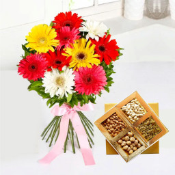 Authentic Bow Of happiness: A Gift Combo of 12 Mix Gerbera and 500 gm Dry Fruit Box Authentic Bow Of happiness: A Gift Combo of 12 Mix Gerbera and 500 gm Dry Fruit Box