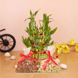 Nutty & Luck Buddy: A Gift Combo of 3 Layer Lucky Bamboo, 250 gm Almonds and 250 gm Cashew Nutty & Luck Buddy: A Gift Combo of 3 Layer Lucky Bamboo, 250 gm Almonds and 250 gm Cashew