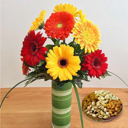 Plattered With Love: A Gift Combo of 10 Mix Gerberas in a Glass Vase and 500 gm Mix Dry Fruit Plate Plattered With Love: A Gift Combo of 10 Mix Gerberas in a Glass Vase and 500 gm Mix Dry Fruit Plate