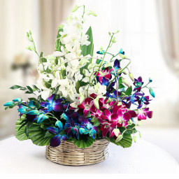 Mixed Orchid Basket for Valentine's Day - Embedded With Beauty Mixed Orchid Basket for Valentine's Day - Embedded With Beauty