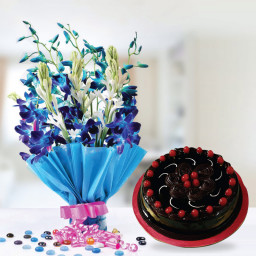 Love Lasts Forever: A Gift Combo of 6 Blue Orchids and 0.5 kg Truffle Cherry Cake Love Lasts Forever: A Gift Combo of 6 Blue Orchids and 0.5 kg Truffle Cherry Cake