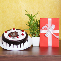 Soulful Love: A Gift Combo of 1 Lucky Bamboo, 0.5 Kg Black Forest Cake and Greeting Card Soulful Love: A Gift Combo of 1 Lucky Bamboo, 0.5 Kg Black Forest Cake and Greeting Card