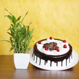 Love Impression: A Gift Combo of 1 Lucky Bamboo and 0.5 Kg Black Forest Cake Love Impression: A Gift Combo of 1 Lucky Bamboo and 0.5 Kg Black Forest Cake