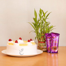 Bamboo Love: A Gift Combo of 2 Dairy Milk Silk, 0.5 Kg Pineapple Cake and Lucky Bamboo Tree Bamboo Love: A Gift Combo of 2 Dairy Milk Silk, 0.5 Kg Pineapple Cake and Lucky Bamboo Tree