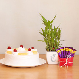 Sweet and Lucky: A Gift Combo of 5 Dairy Milk, 0.5 Kg Pineapple Cake and Lucky Bamboo Plant Sweet and Lucky: A Gift Combo of 5 Dairy Milk, 0.5 Kg Pineapple Cake and Lucky Bamboo Plant