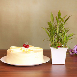 Flavoursome Luck: A Gift Combo of Lucky Bamboo and 0.5 Kg Butterscotch Cake Flavoursome Luck: A Gift Combo of Lucky Bamboo and 0.5 Kg Butterscotch Cake