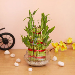 3 Layer Lucky Bamboo Plant Gift 3 Layer Lucky Bamboo Plant Gift