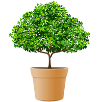 Valentine Plants